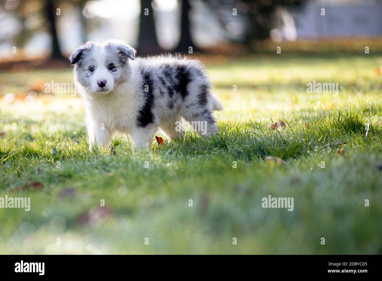 Little Border Collie Blue Merle puppy 8 weeks old running on grass in a  park in fall Stock Photo - Alamy