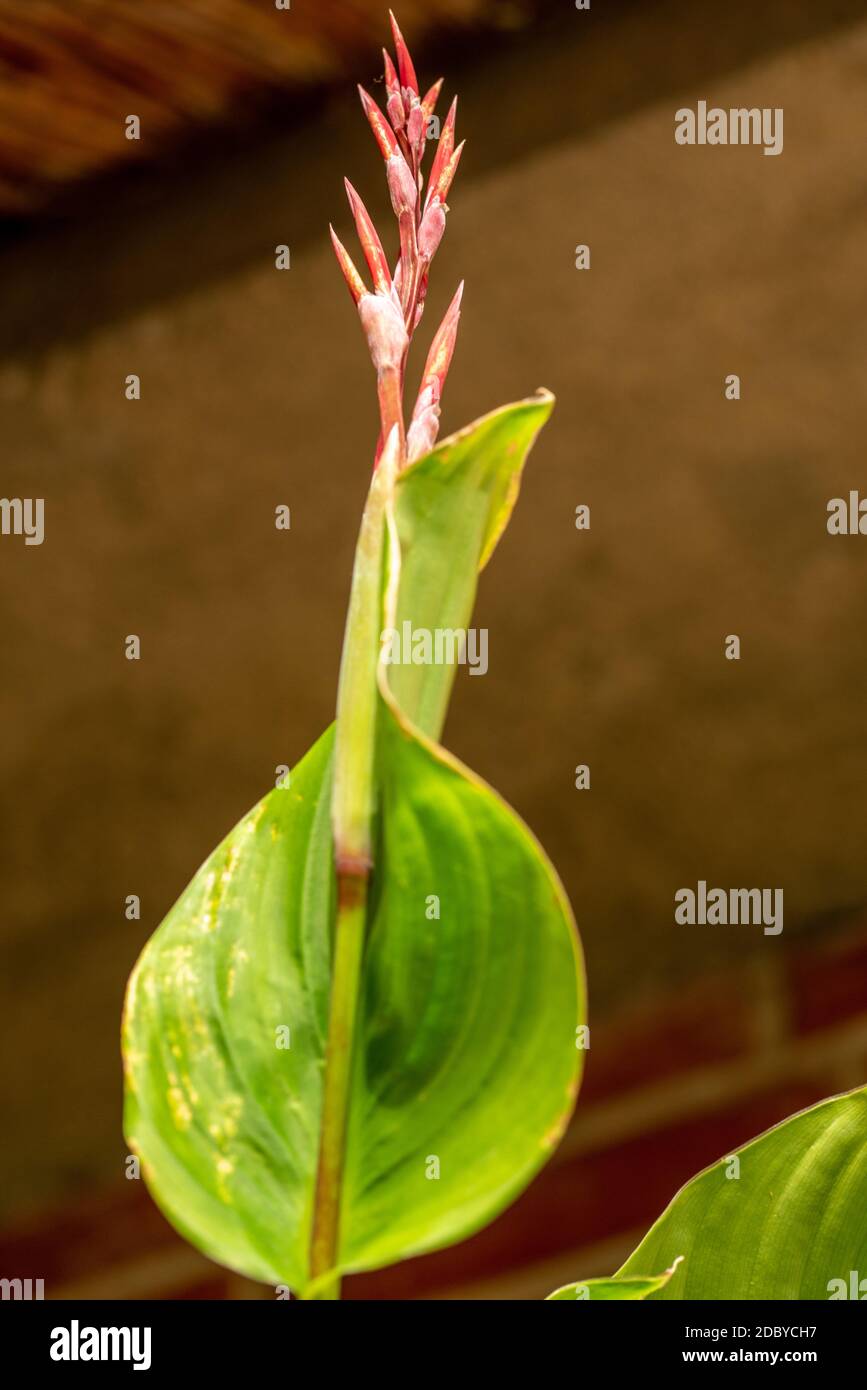 Blooming calla Stock Photo