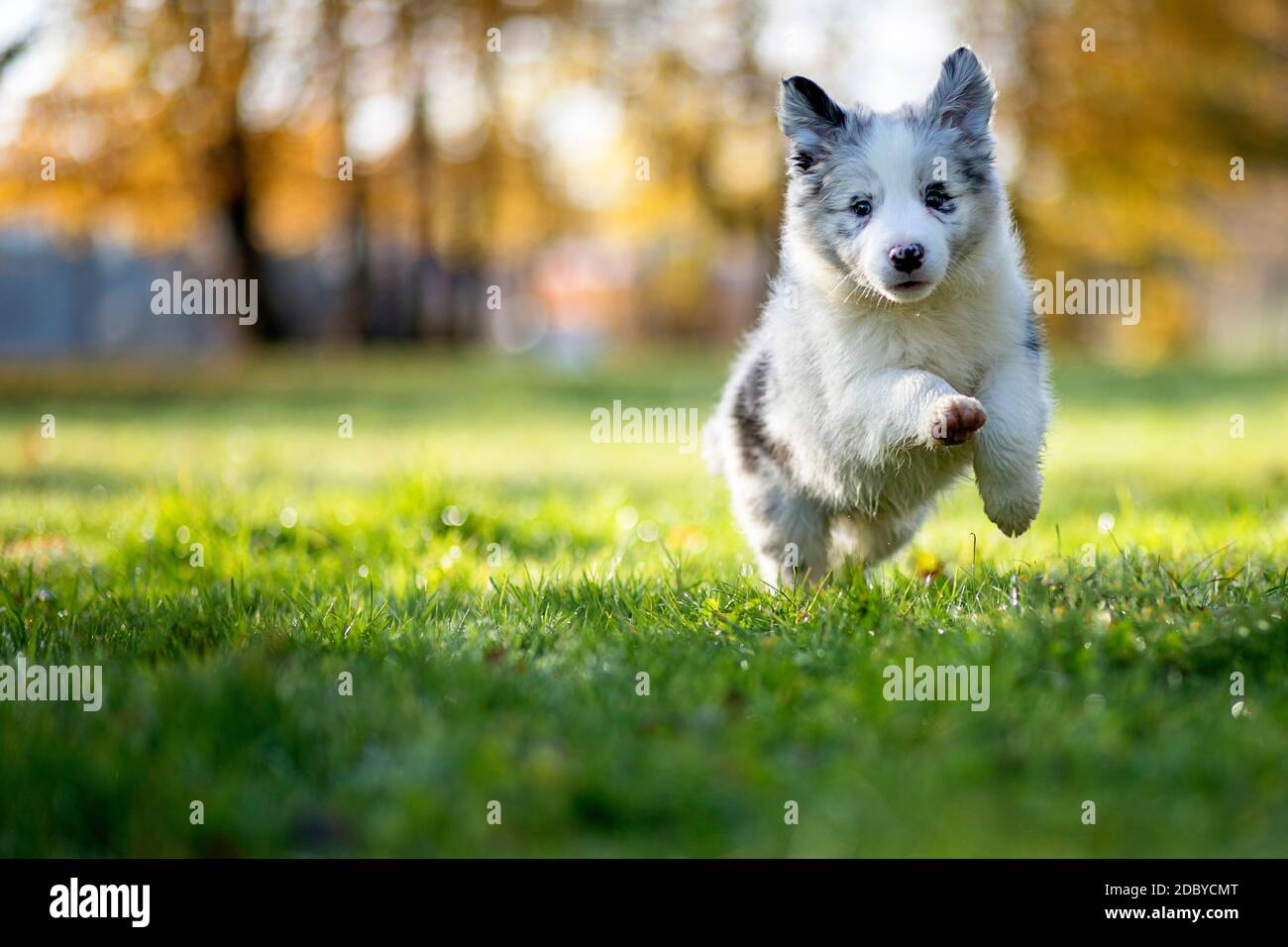 Can I Take My 8 Week Old Puppy To The Park