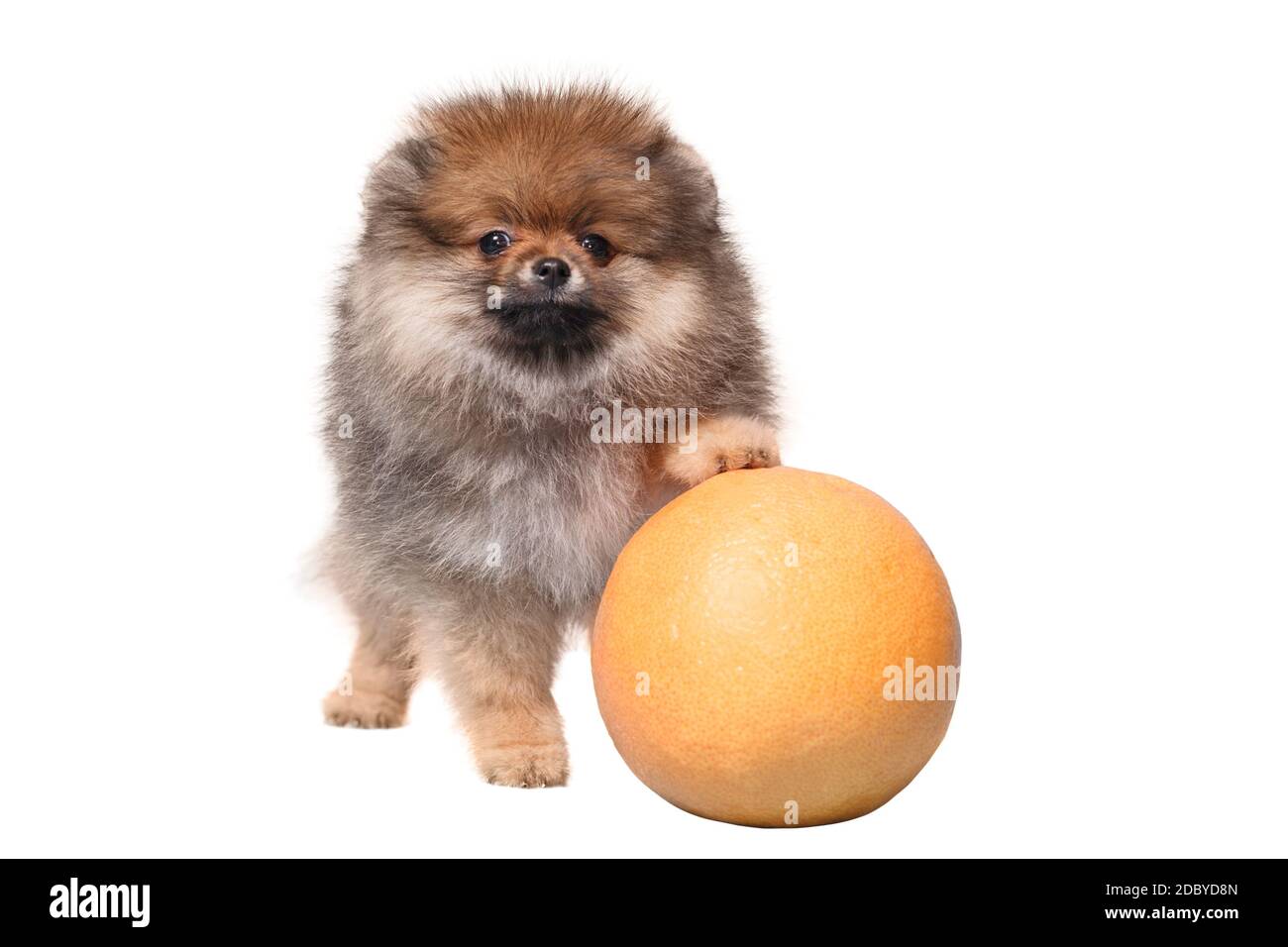 Cute funny fluffy Spitz puppy on white isolated background stands front paws on orange Stock Photo