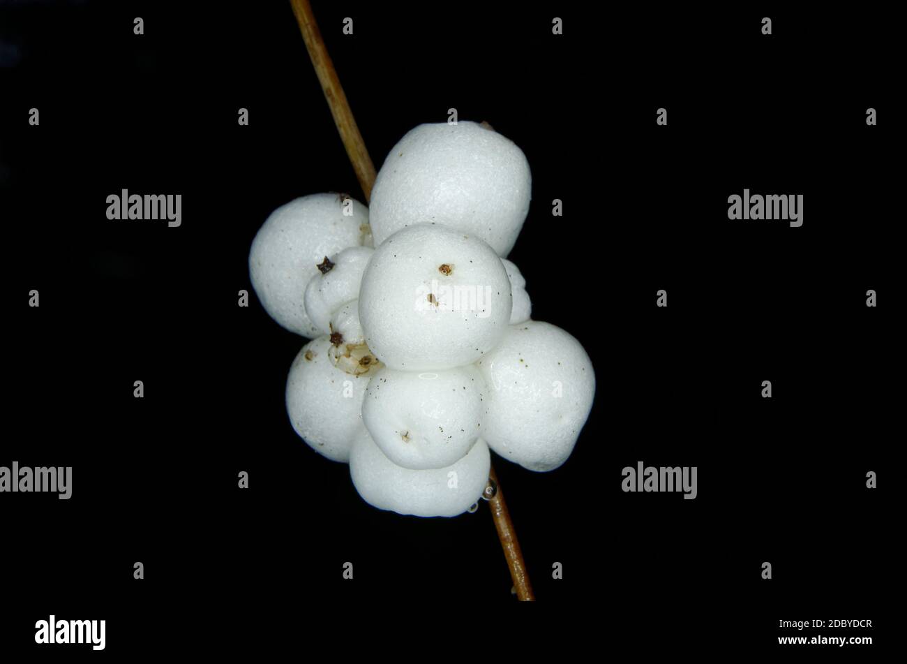 fruits of common snowberry Symphoricarpos albus Stock Photo