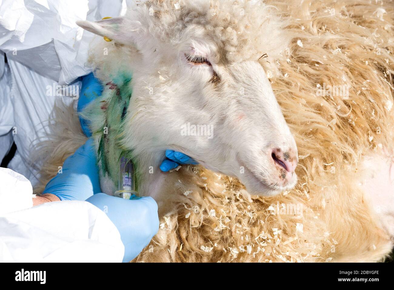 Sheep Samples Sheep Dna High Resolution Stock Photography and Images - Alamy