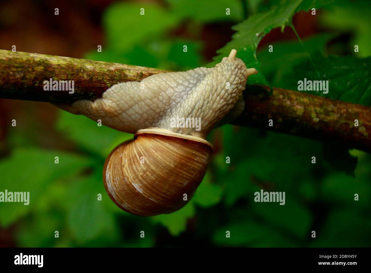Snail crawls over a branch and gnaws on a leaf Stock Photo