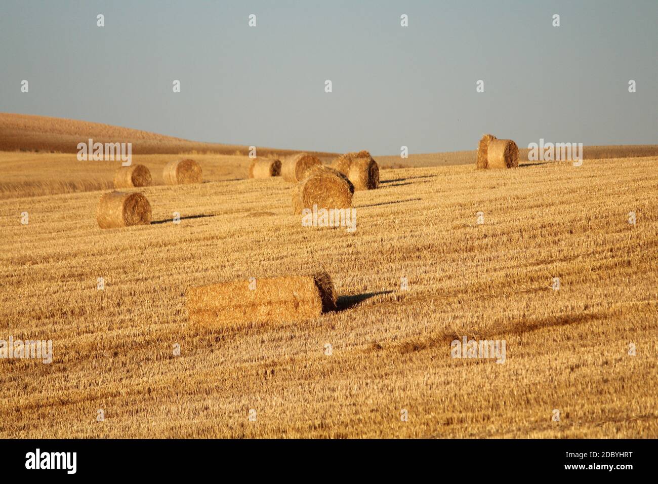Spanishspanish mowed field of Spain with straw collected in bales