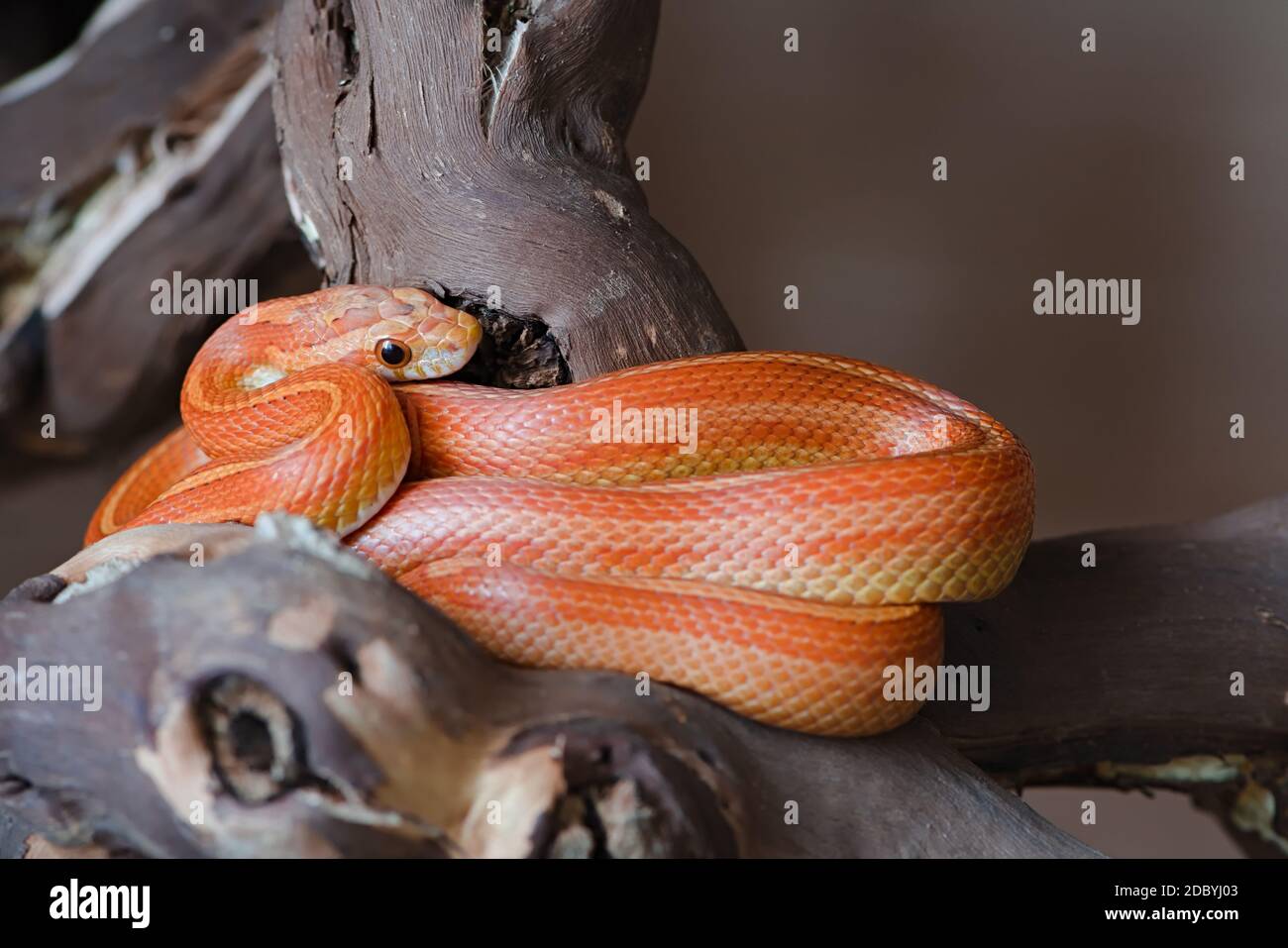 Cornsnake hires stock photography and images Alamy