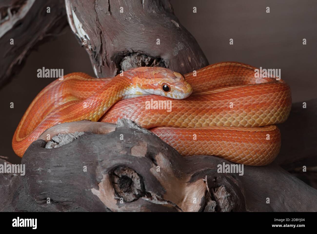 Yellow, orange and red striped corn snake is sat coiled on a thick branch. Vibrant colored morph patterning pops against plain background. Stock Photo