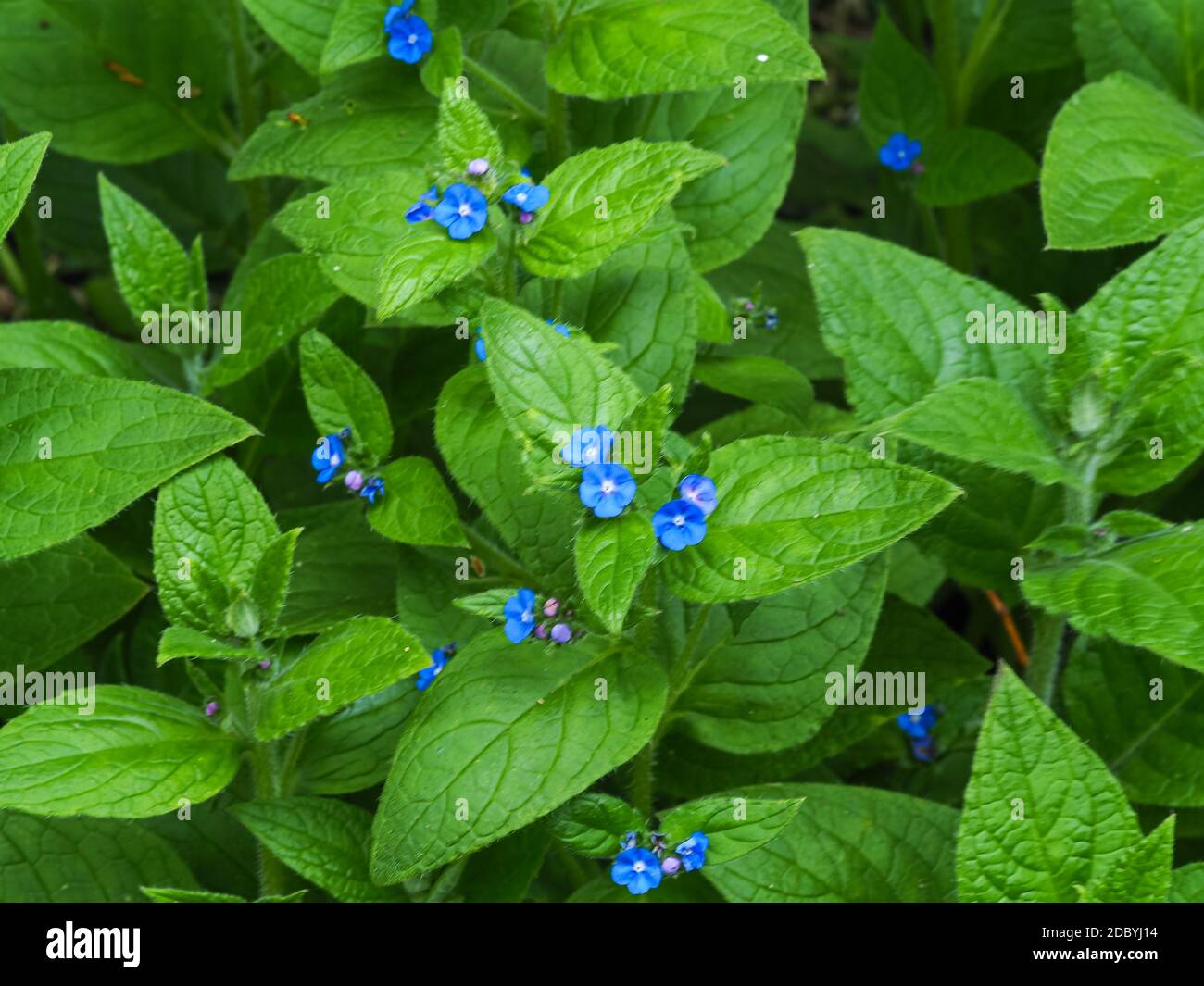 Green alkanet plant, Pentaglottis sempervirens, with blue flowers and green leaves Stock Photo