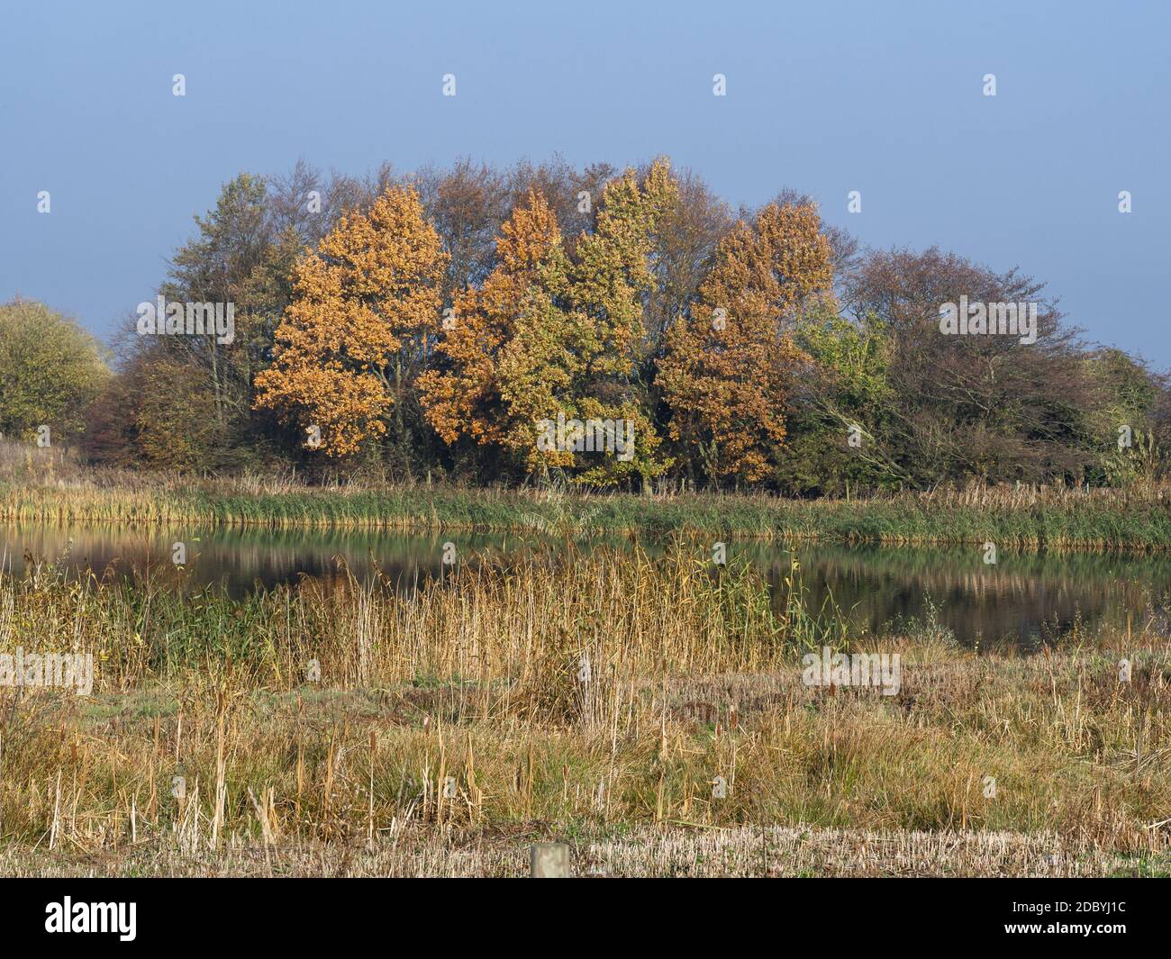View over wetlands to trees with autumn foliage at Staveley Nature Reserve, North Yorkshire, England Stock Photo