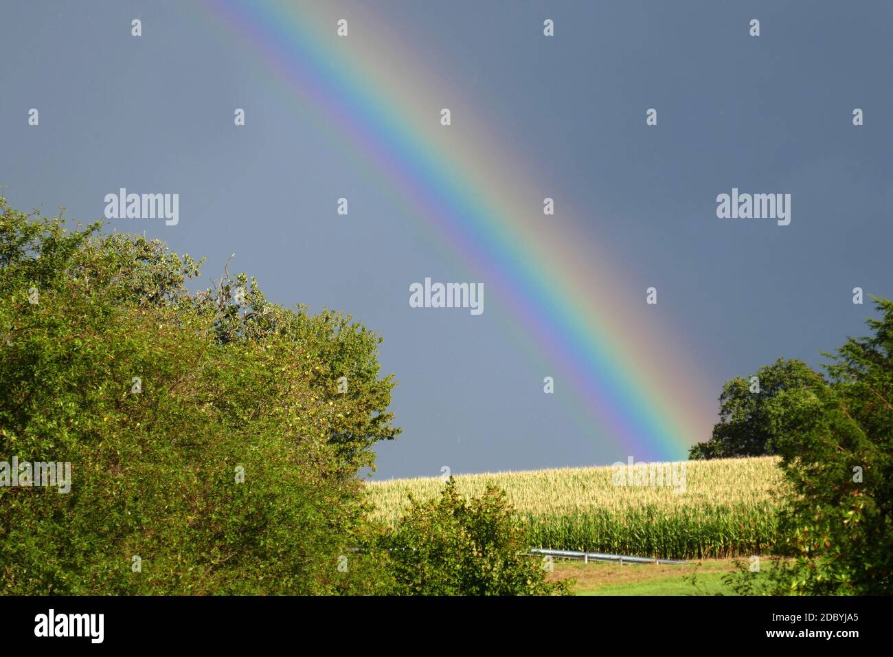 Corn field with rainbow Stock Photo