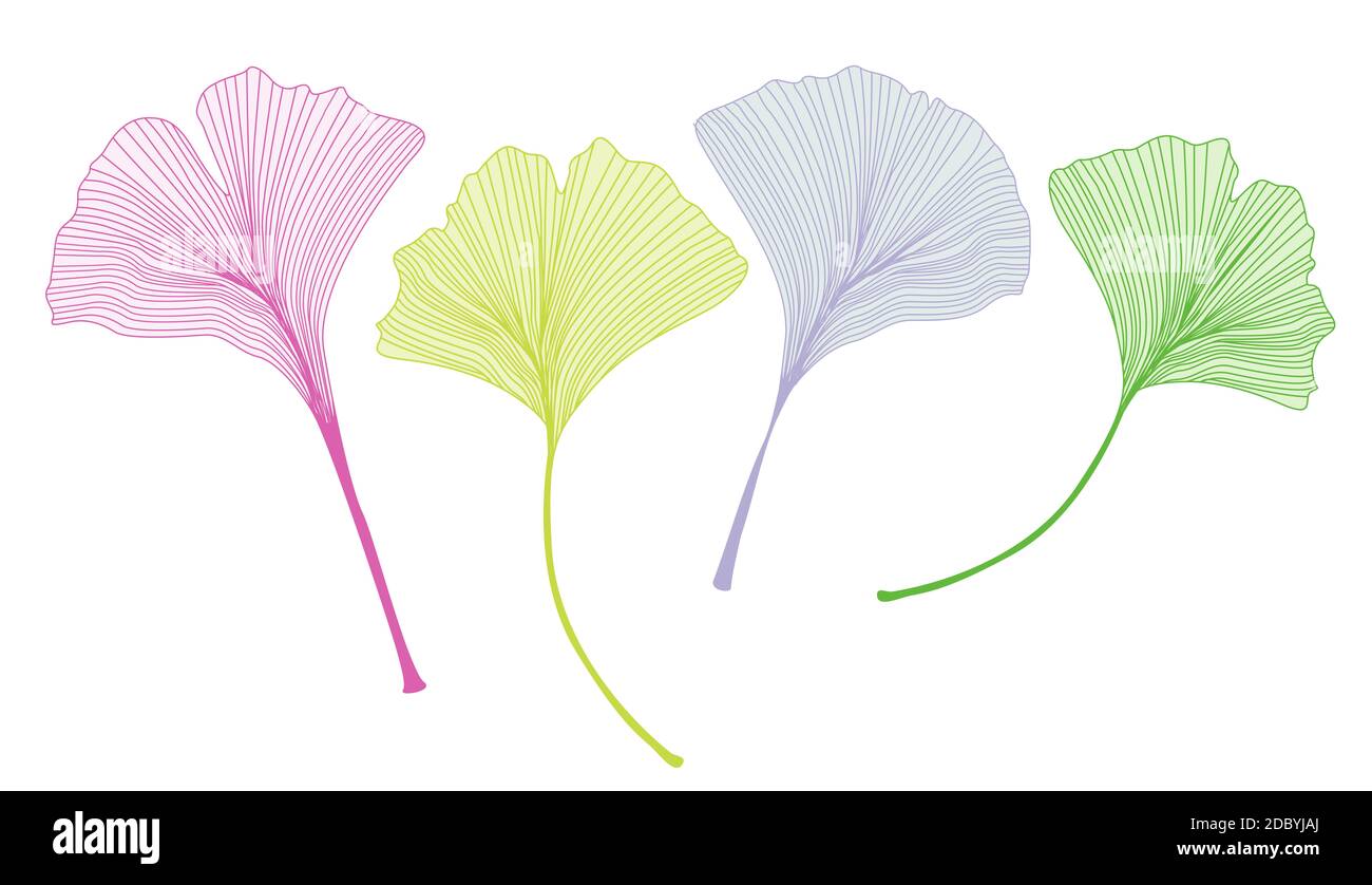 Ginkgo leaf vector illustration illustration on white background. Stock Photo