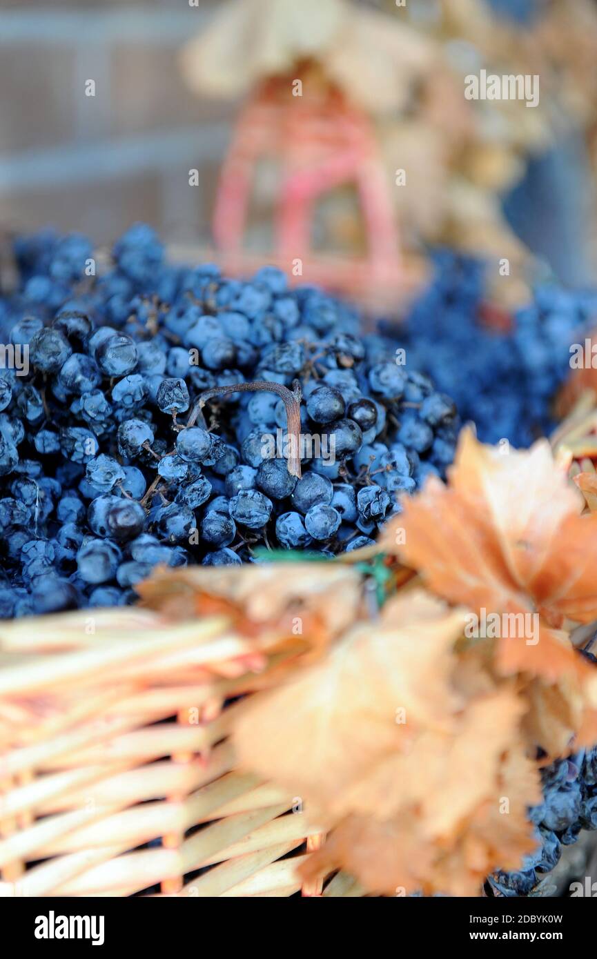 Passito grape hires stock photography and images Alamy