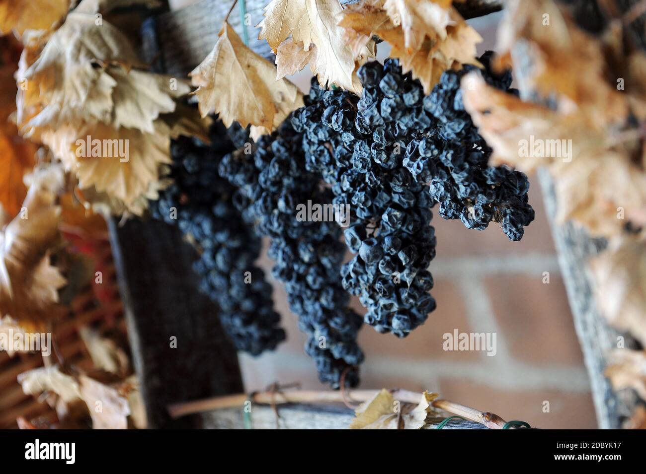 Sagrantino grape hires stock photography and images Alamy