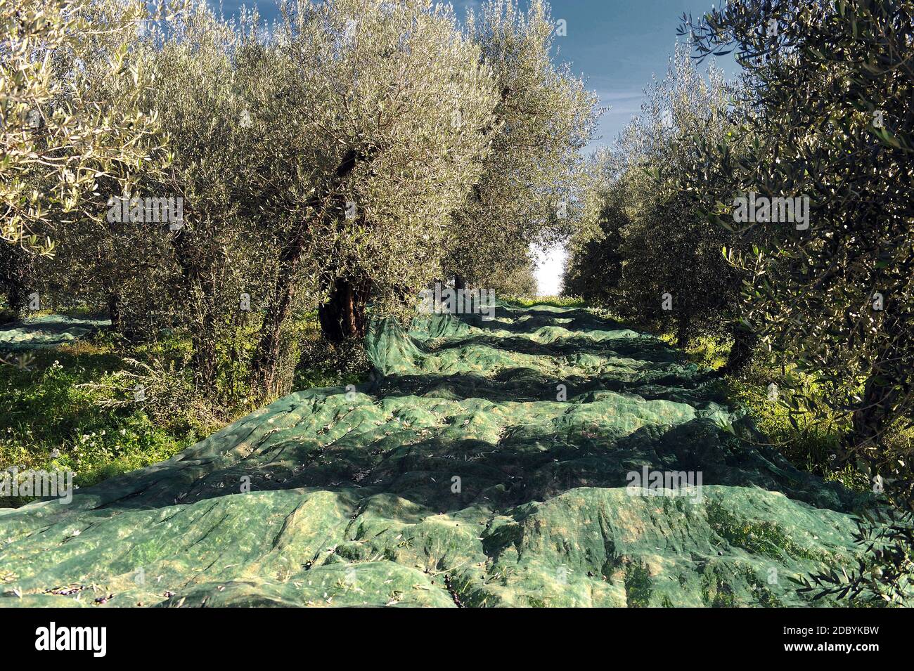 extra virgin olive picking in italy Stock Photo Alamy