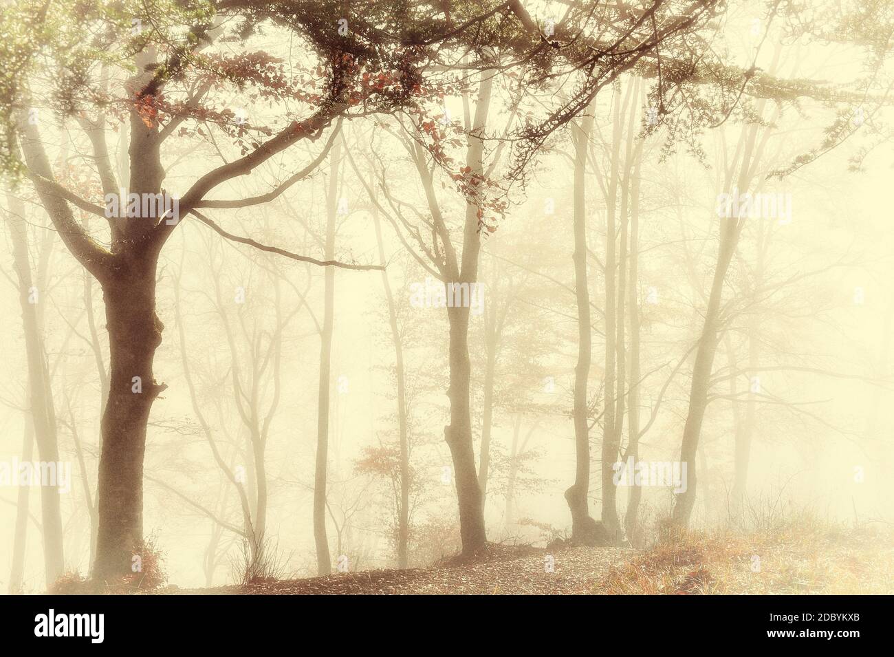 the morning mist in a group of beech trees in the mountains and the light through the trees and the fog creates a magical atmosphere with vintage and Stock Photo