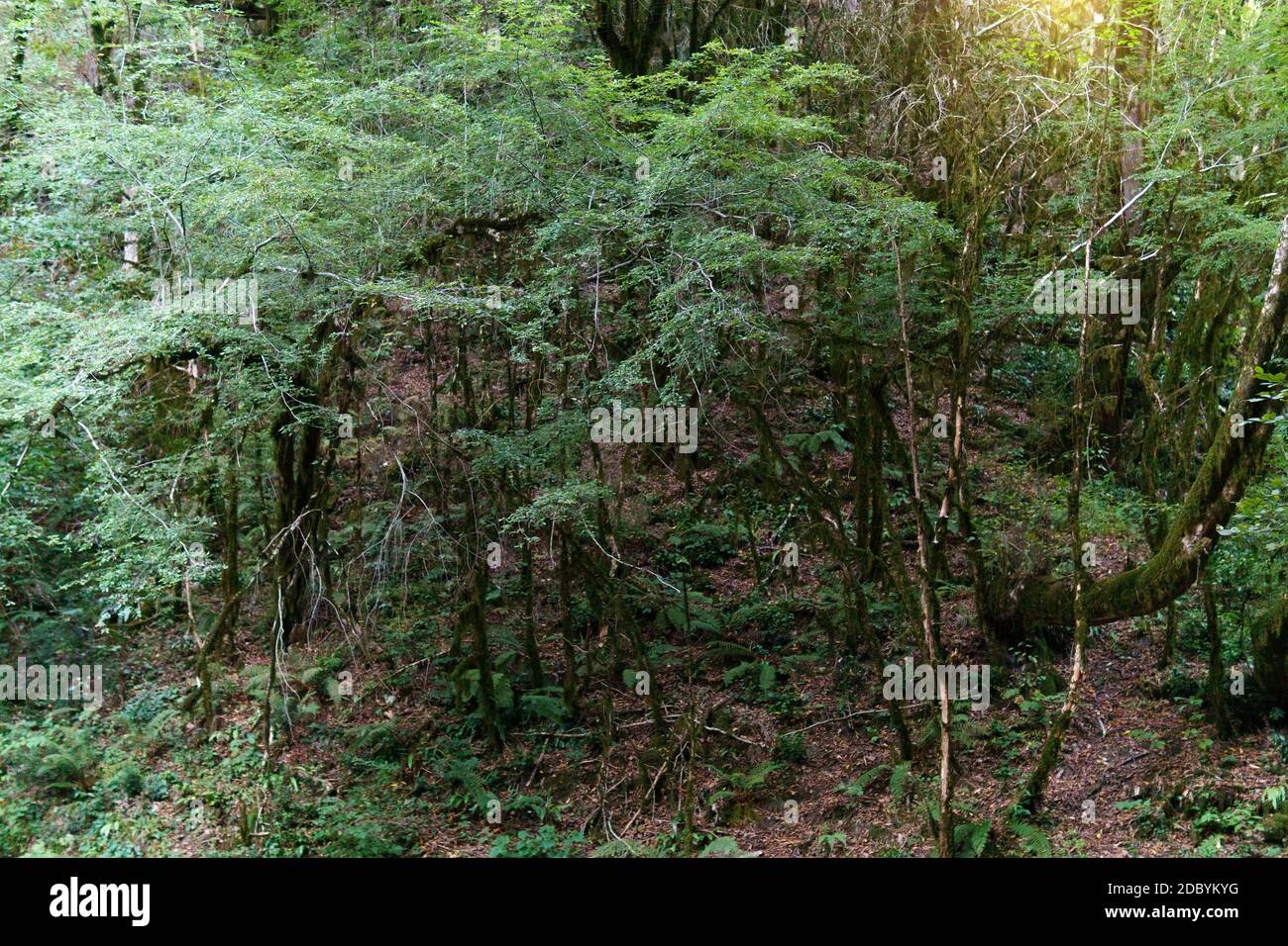 trees in forest background texture abstraction. space for copying text ...