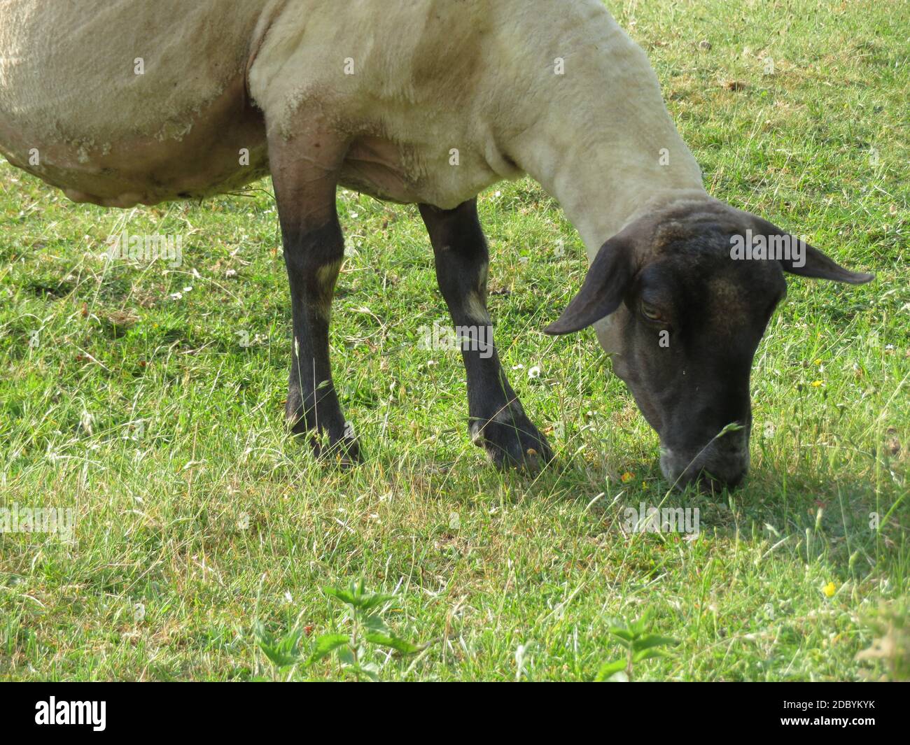 sheep lambs wool animal milk natural meat food farm Stock Photo - Alamy