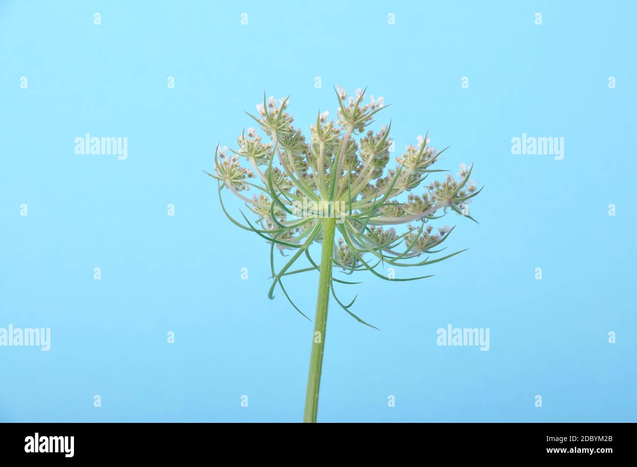 Wild carrot flower on blue background Stock Photo