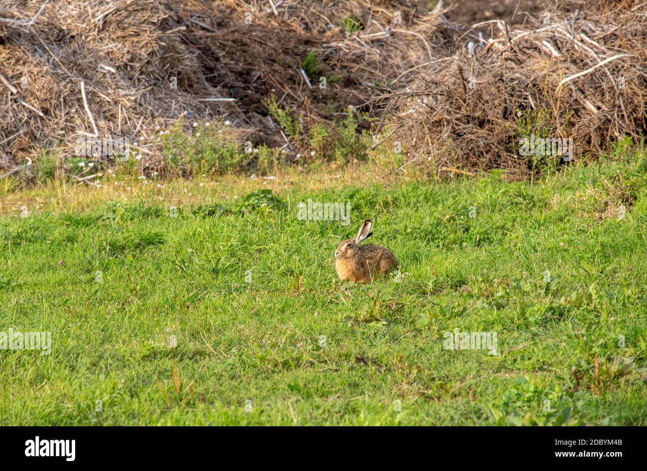 Brown hare Stock Photo
