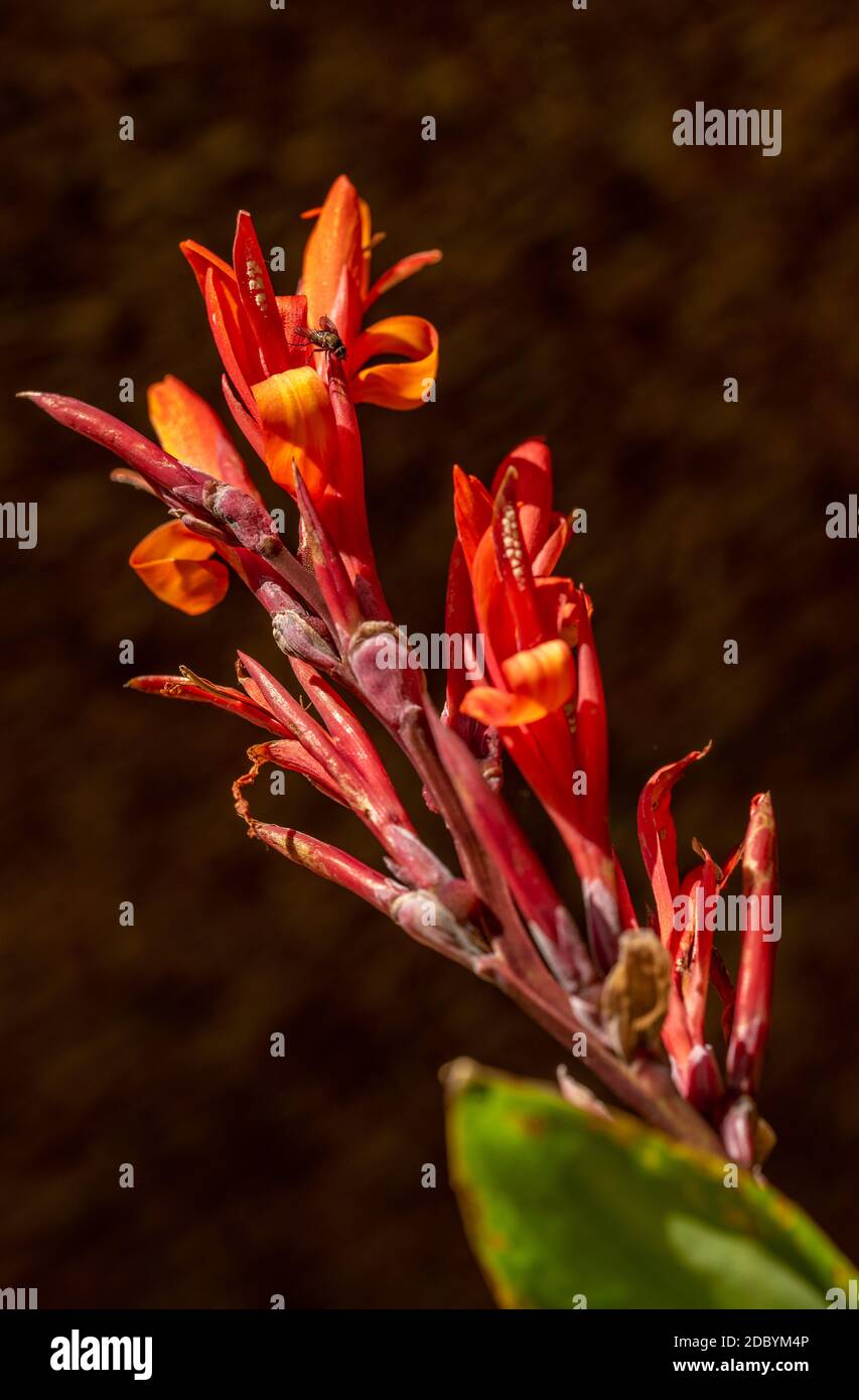 Blooming calla Stock Photo