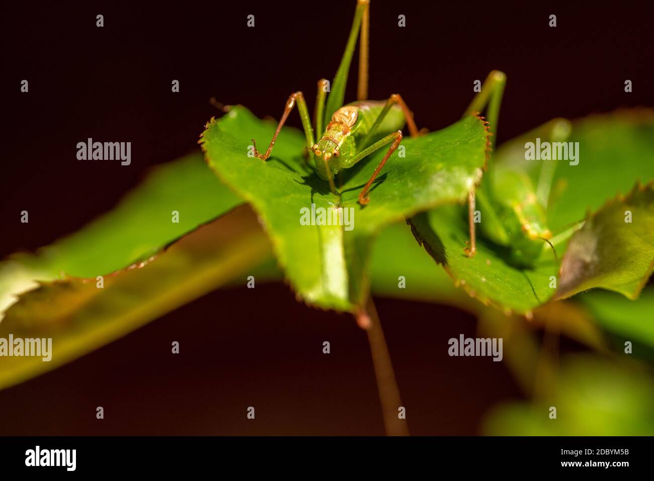 Green grasshoppers Stock Photo