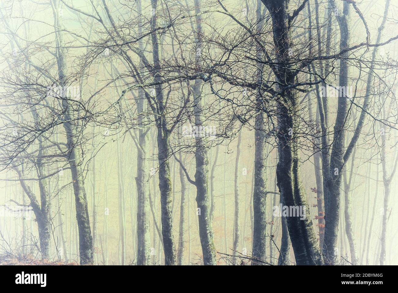 the morning mist in a group of beech trees in the mountains and the light through the trees and the fog creates a magical atmosphere with vintage and Stock Photo