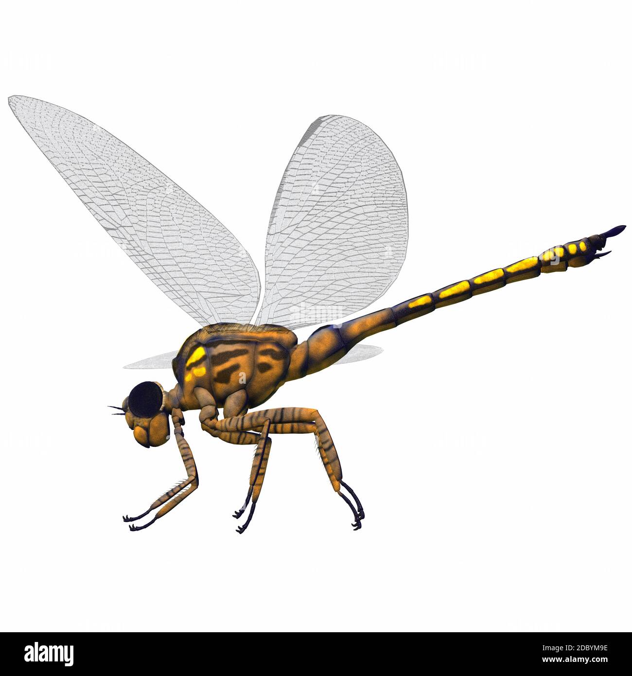 Meganeura was an insect dragonfly that lived in the Carboniferous Period of France and England. Stock Photo