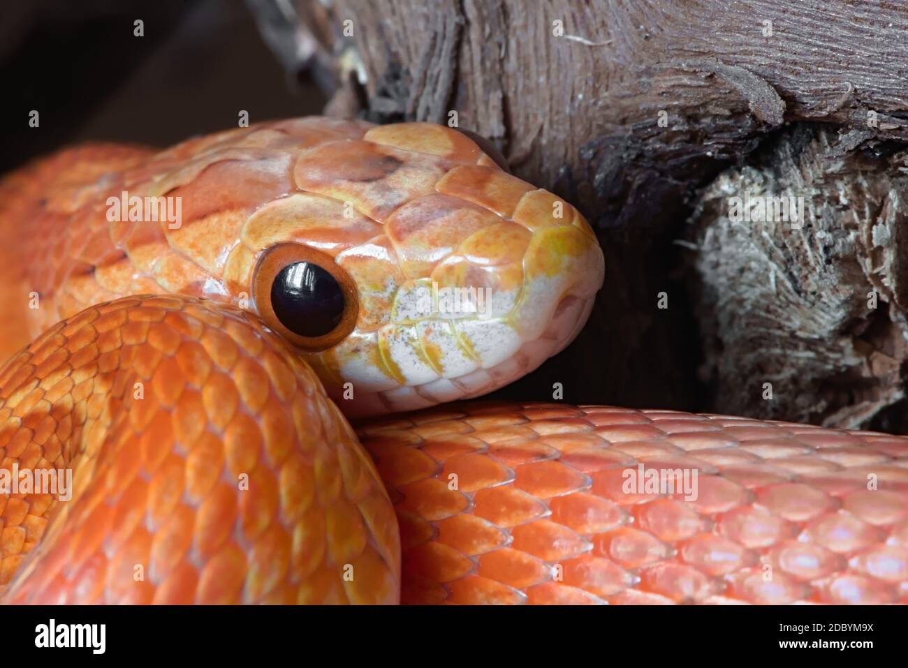 Super macro close up of young juvenile pet corn snake poking face out from vibrantly colored coils. Dark plain background with great detail. Stock Photo