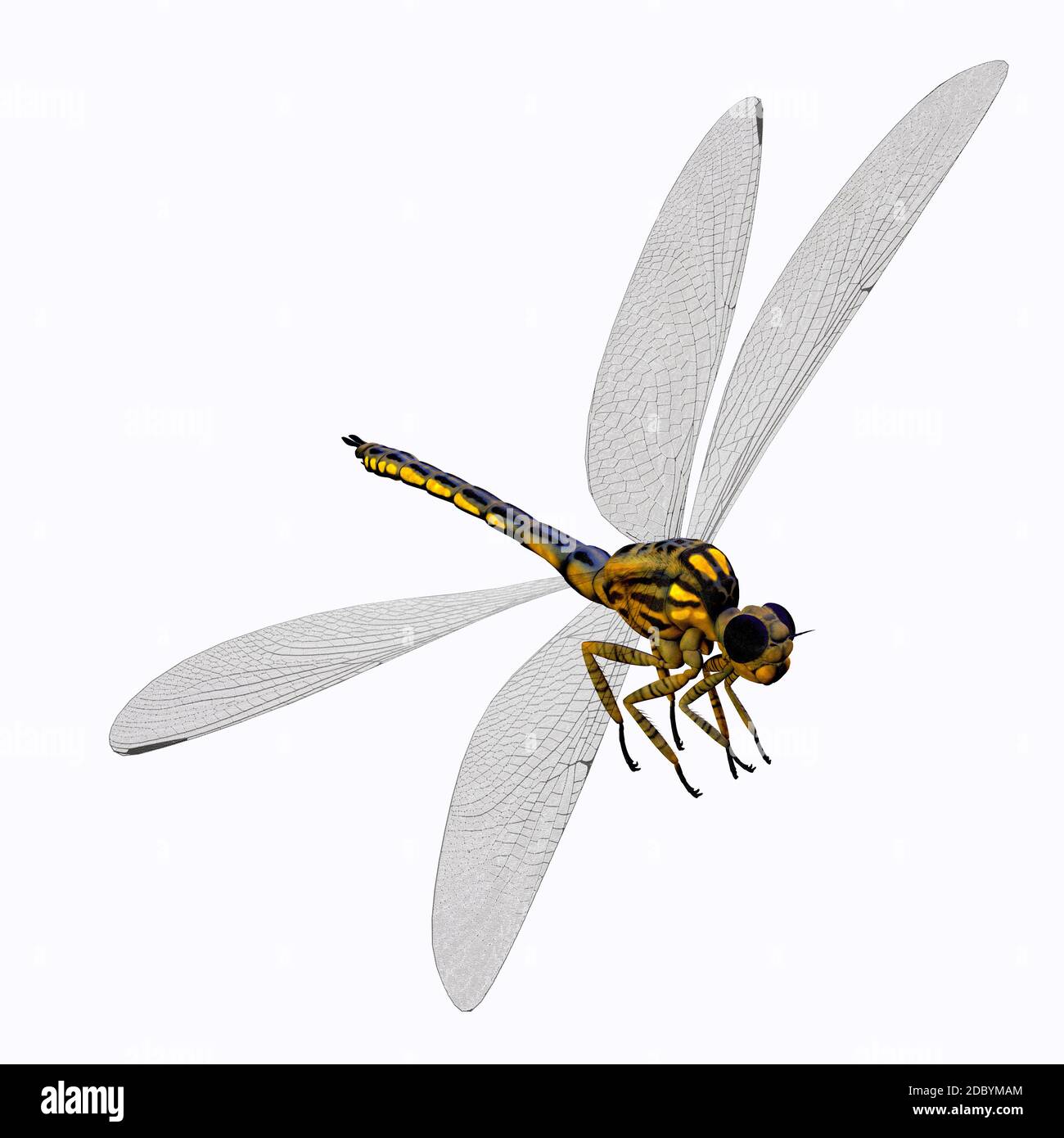 Meganeura was an insect dragonfly that lived in the Carboniferous Period of France and England. Stock Photo
