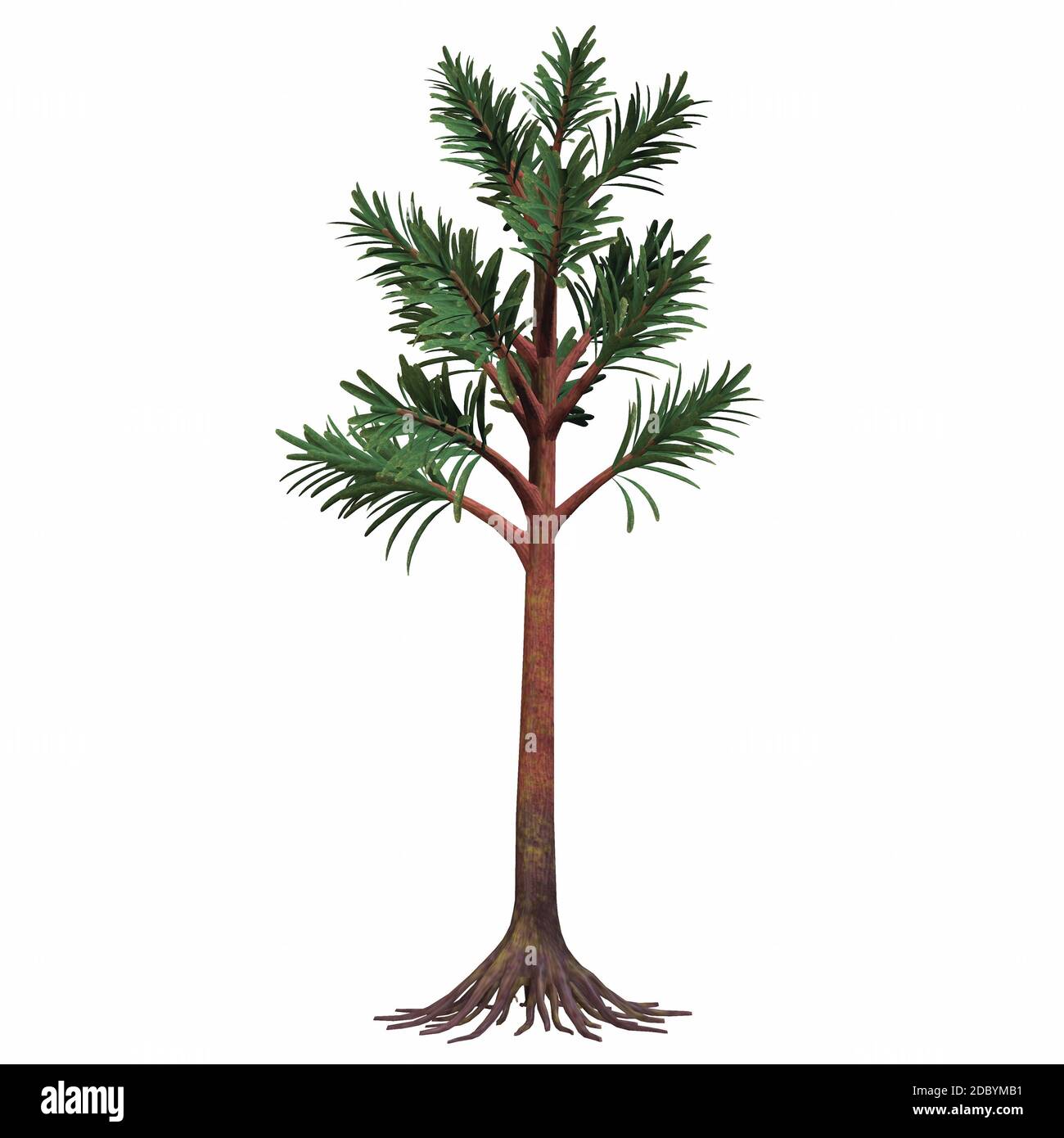 Cordaites are considered the ancestors of conifers. They were plants with an arboreal shape. They could grow very high and lived during the Permian Ag Stock Photo
