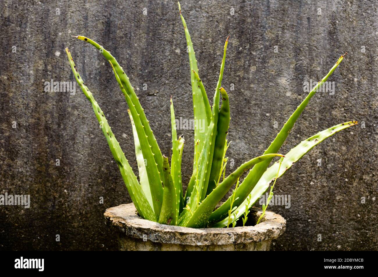 House plant tubers. Houseplant aloe vera plant with green leaves in direct  sunlight against grungy isolated background. Design element. Copy space roo  Stock Photo - Alamy