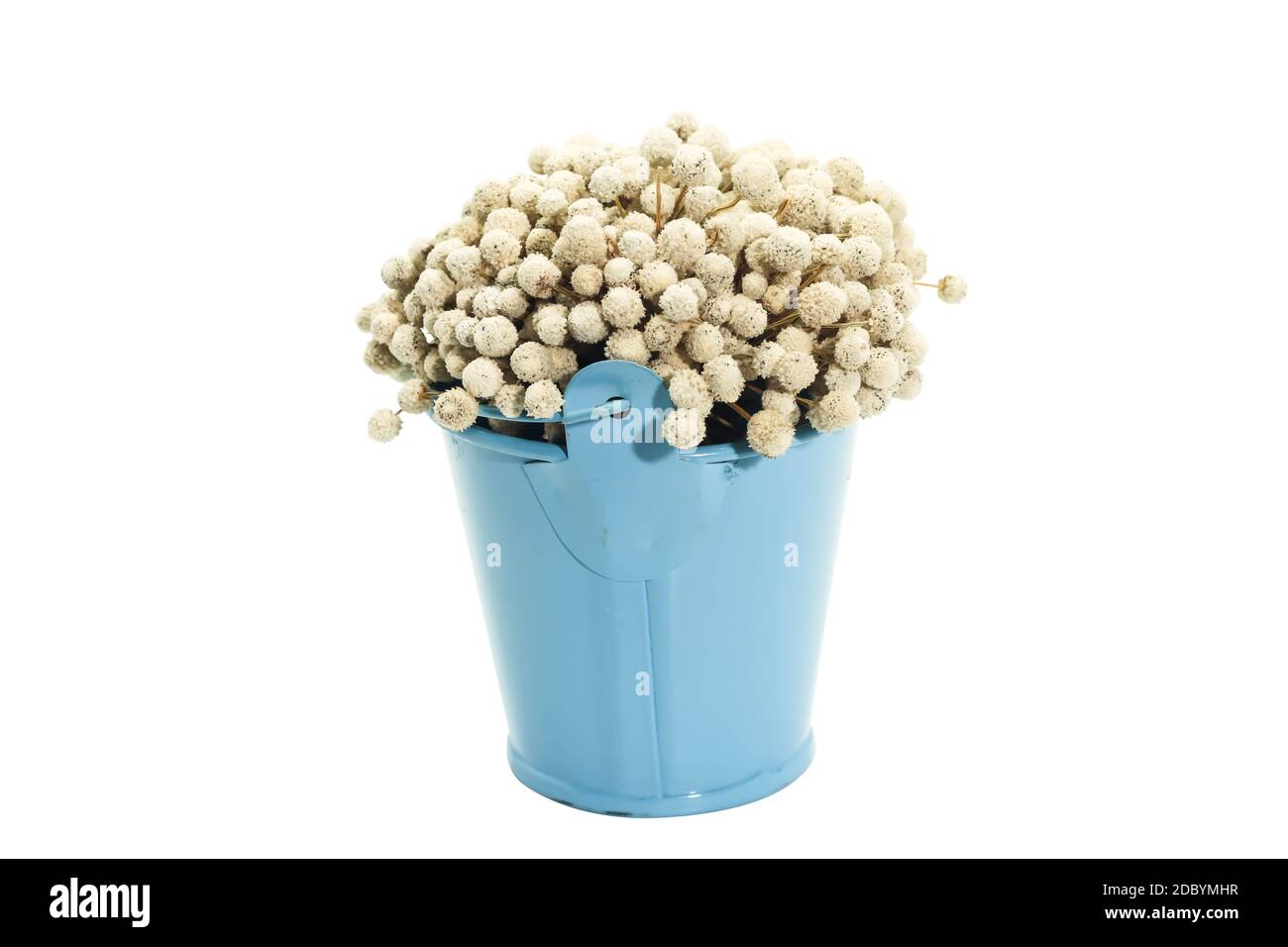 A Bunch of dried white Eriocaulon henryanum Ruhle on blue bucket of water Stock Photo