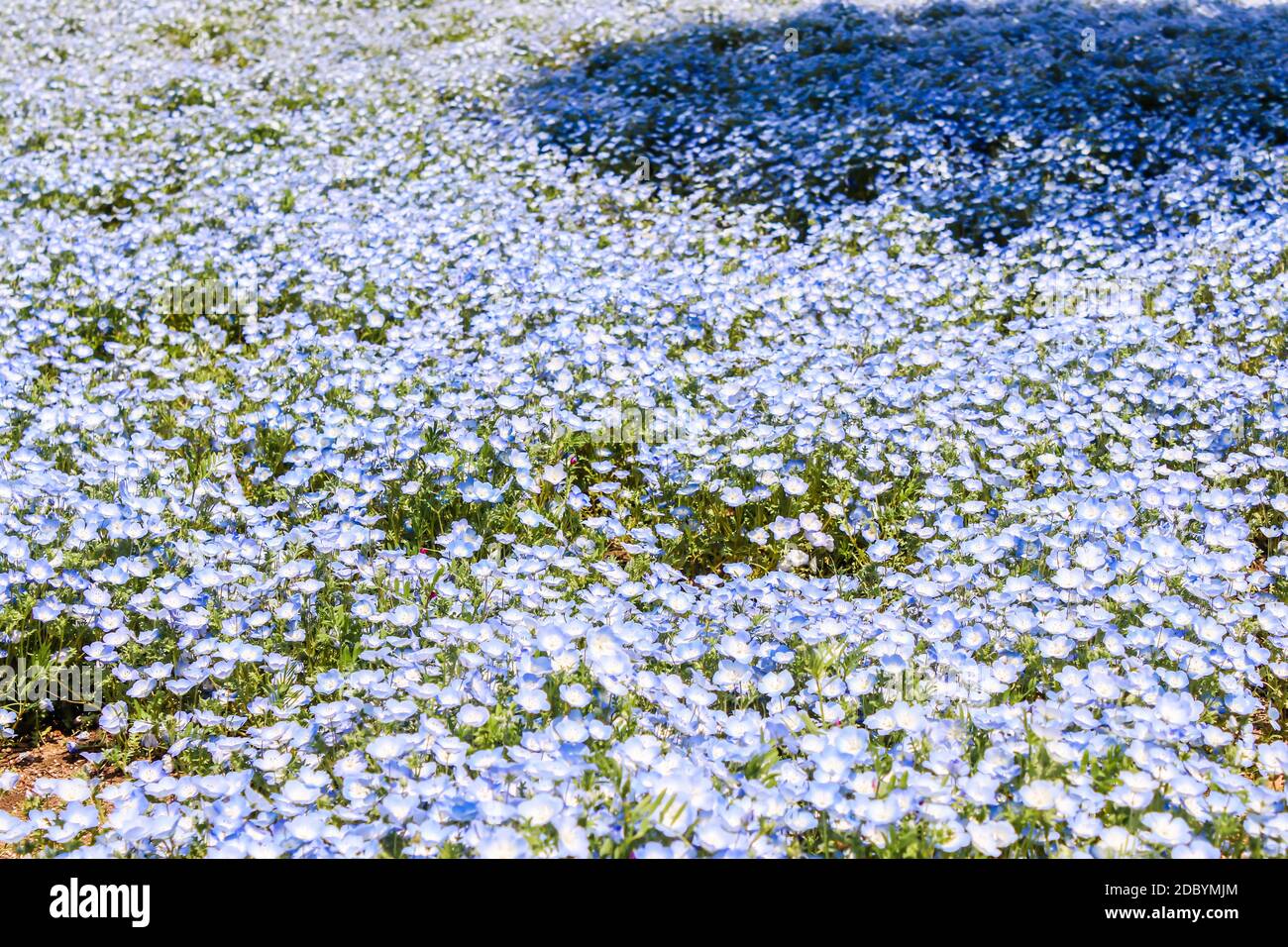 Nemophila japan hi-res stock photography and images - Alamy