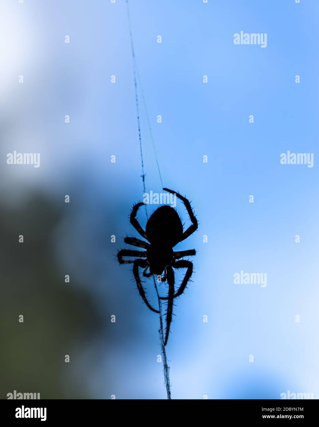 Black silhouette of a spider on a web against the blue sky, close-up Stock Photo