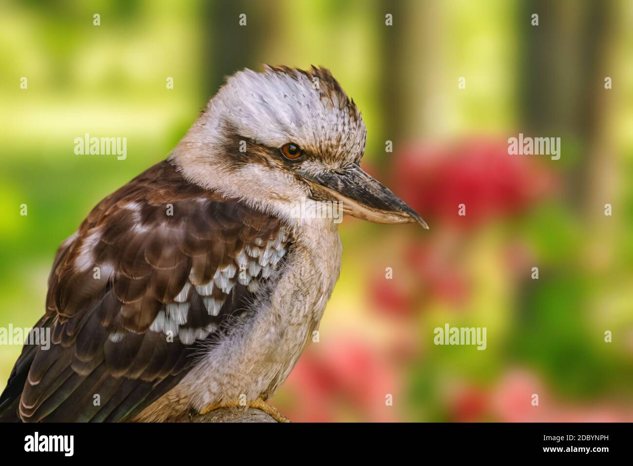Kookaburras, terrestrial tree kingfishers of the genus Dacelo Stock