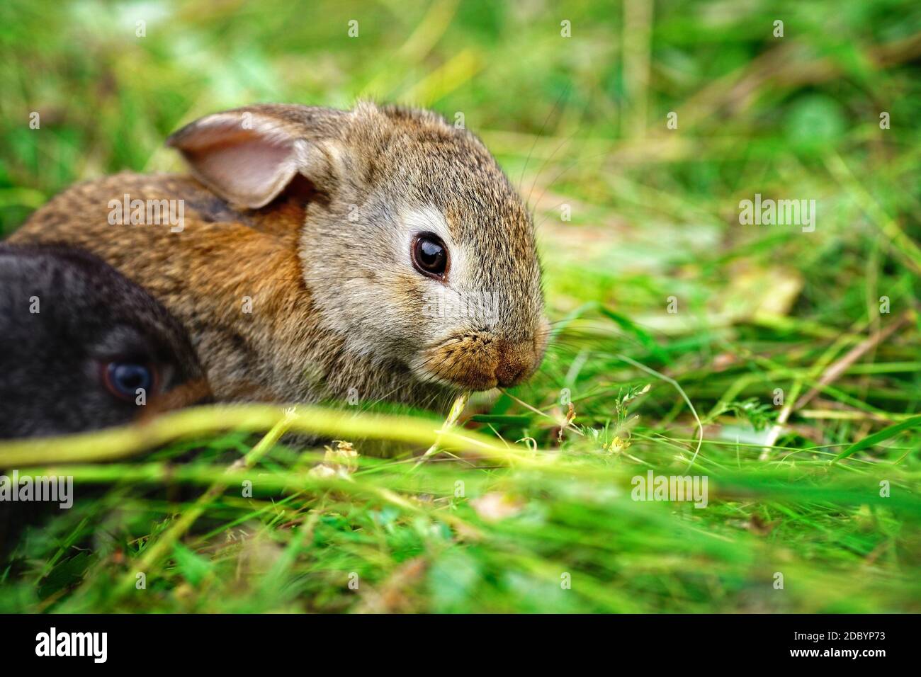 A small rabbit eats grass. Portrait of a fluffy and charming pet for a