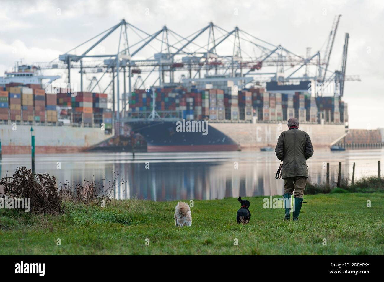 Southampton, UK, 10 Nov, 2020.   A man out walking his two dogs at Goatee Beach along the River Test near Southampton docks, as two cargo ships are loaded with containers. Stock Photo