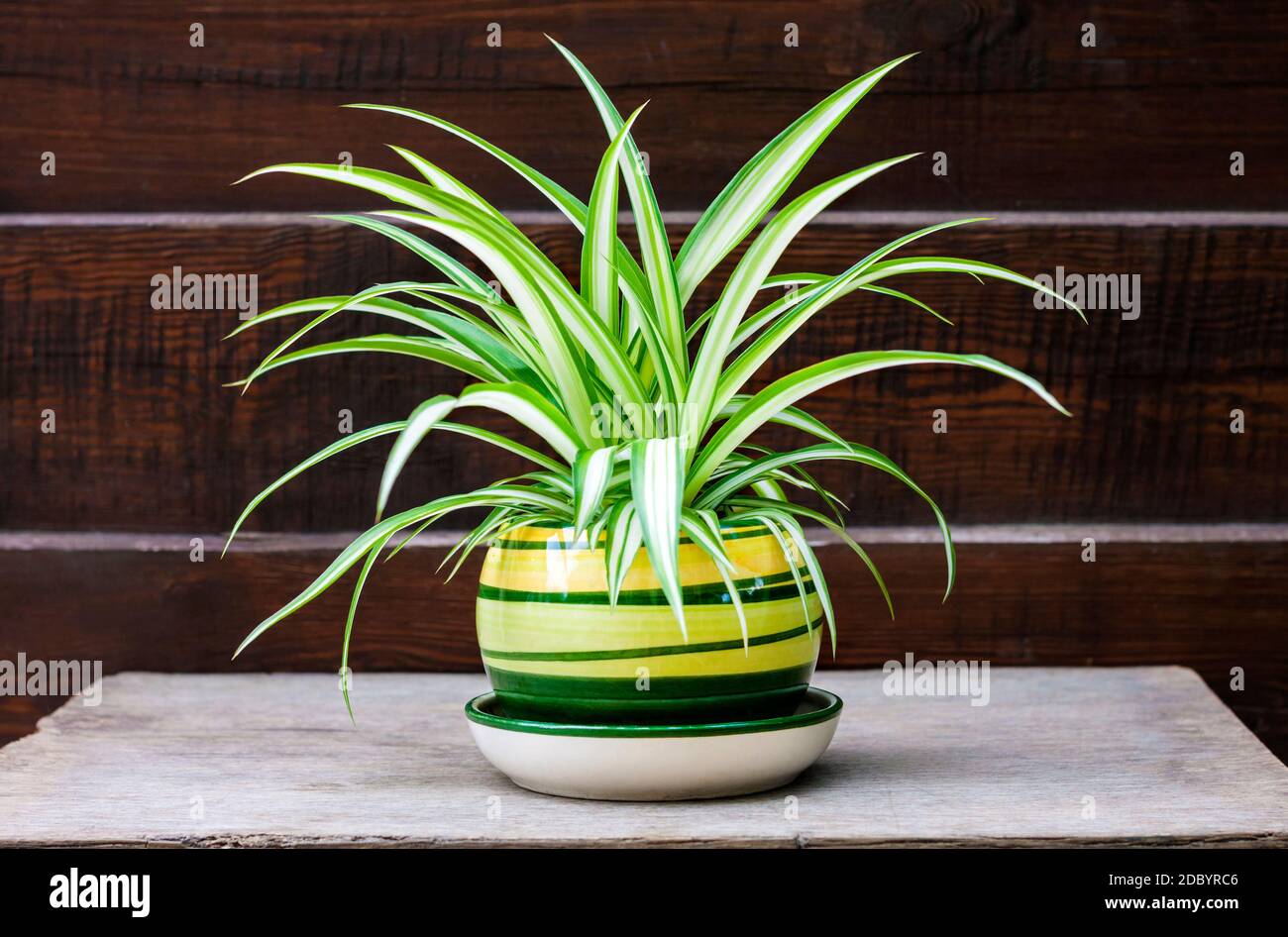 Chlorophytum comosum (also known spider plant, airplane plant, St. Bernard's lily, spider ivy, ribbon plant, and hen and chickens) in a pot on the woo Stock Photo