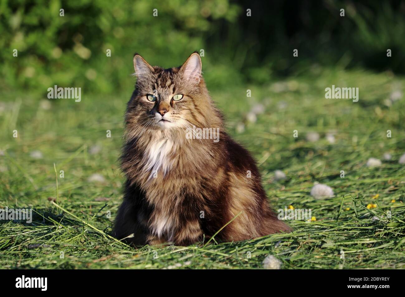 A pretty Norwegian Forest Cat sitting in the evening sun in the mowed field Stock Photo