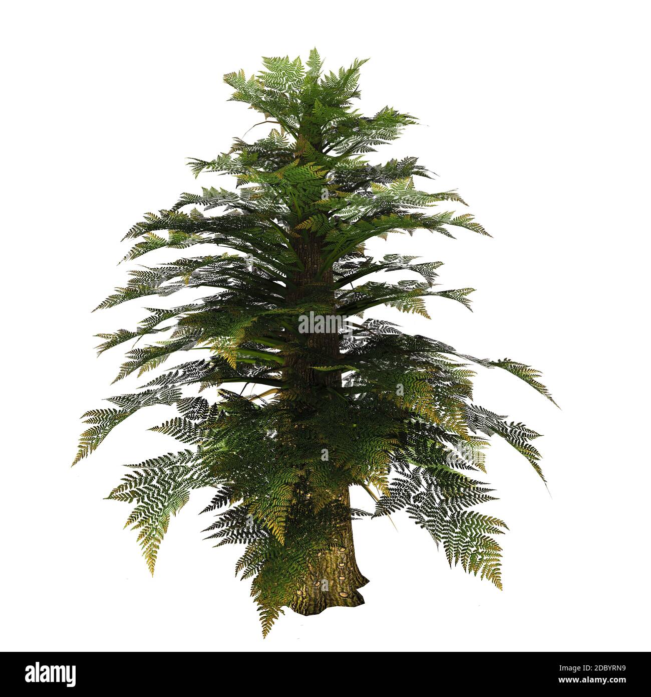 Tempskya was a tree fern diffused in the Cretaceous period. Its large trunk was in fact the optical result of many fern stems growing tightly pressed Stock Photo