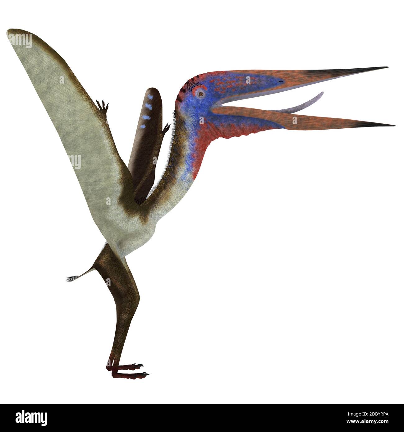 Pterosaur Reptiles - A Collection Of Various Pterosaur Reptiles From  Different Prehistoric Periods Of Earth's History. Stock Photo, Picture and  Royalty Free Image. Image 76049558.