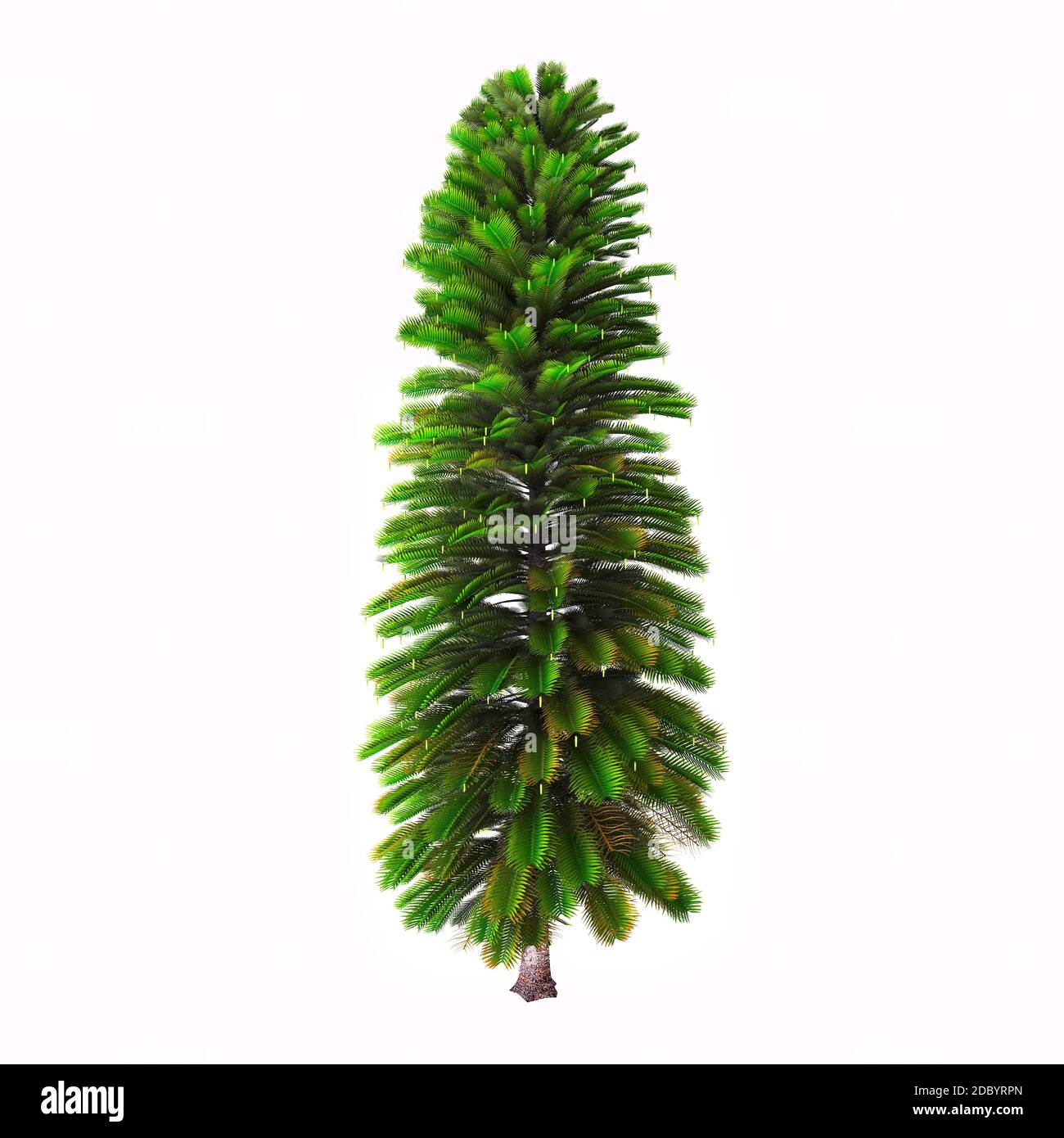Wollemia is a genus of coniferous tree in the family Araucariaceae. Wollemia was only known through fossil records until the Australian species Wollem Stock Photo