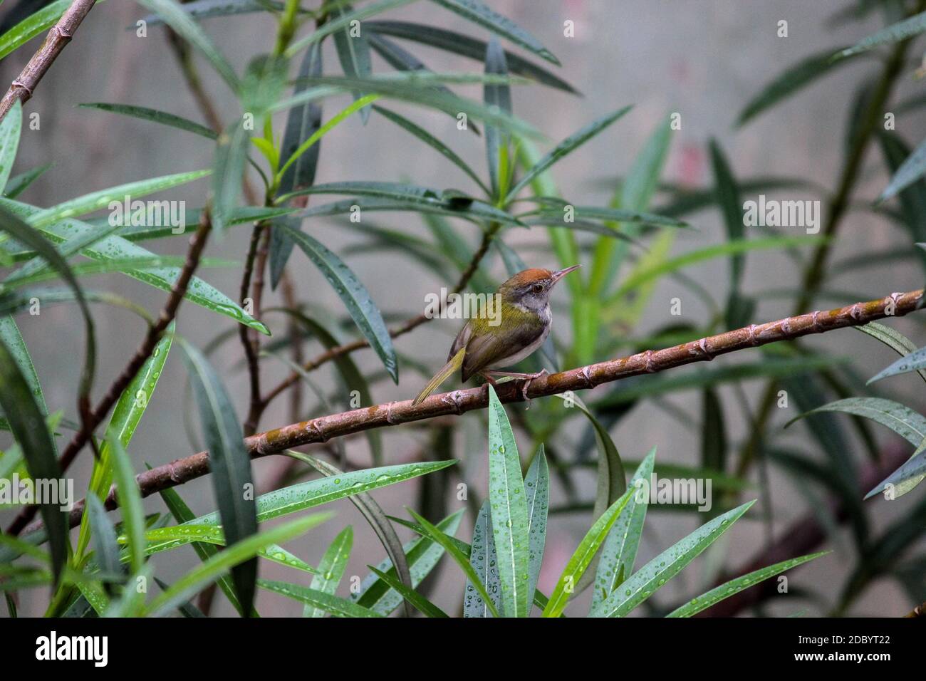 THE REAR VIEW OF THE SONG BIRD Stock Photo Alamy
