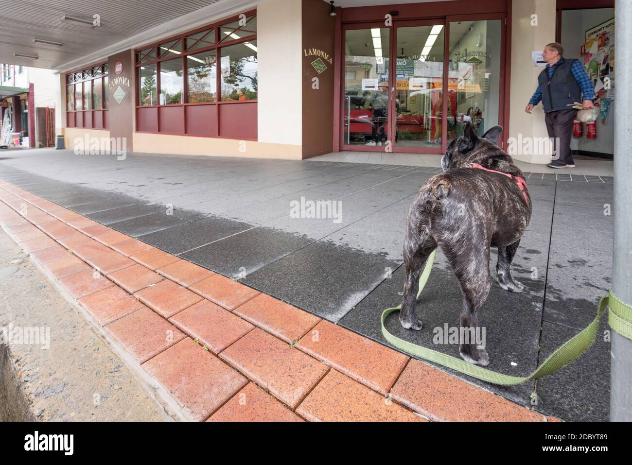 A small dog waits patiently for its owner outside Lamonica IGA ...