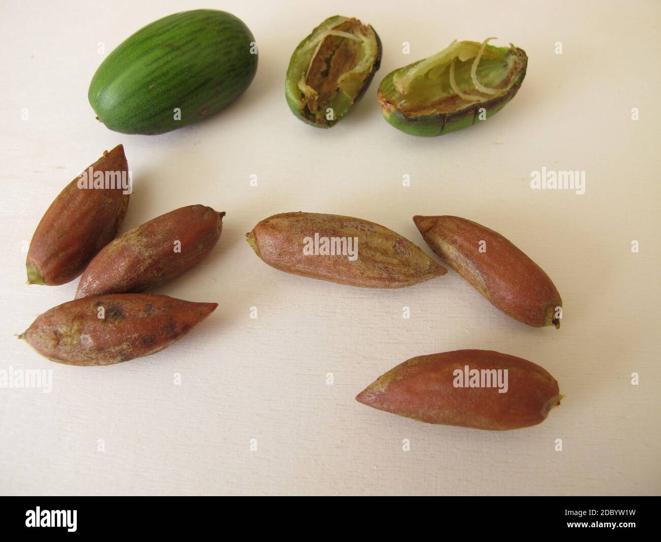Nuts from the Japanese torreya,  Torreya nucifera Stock Photo