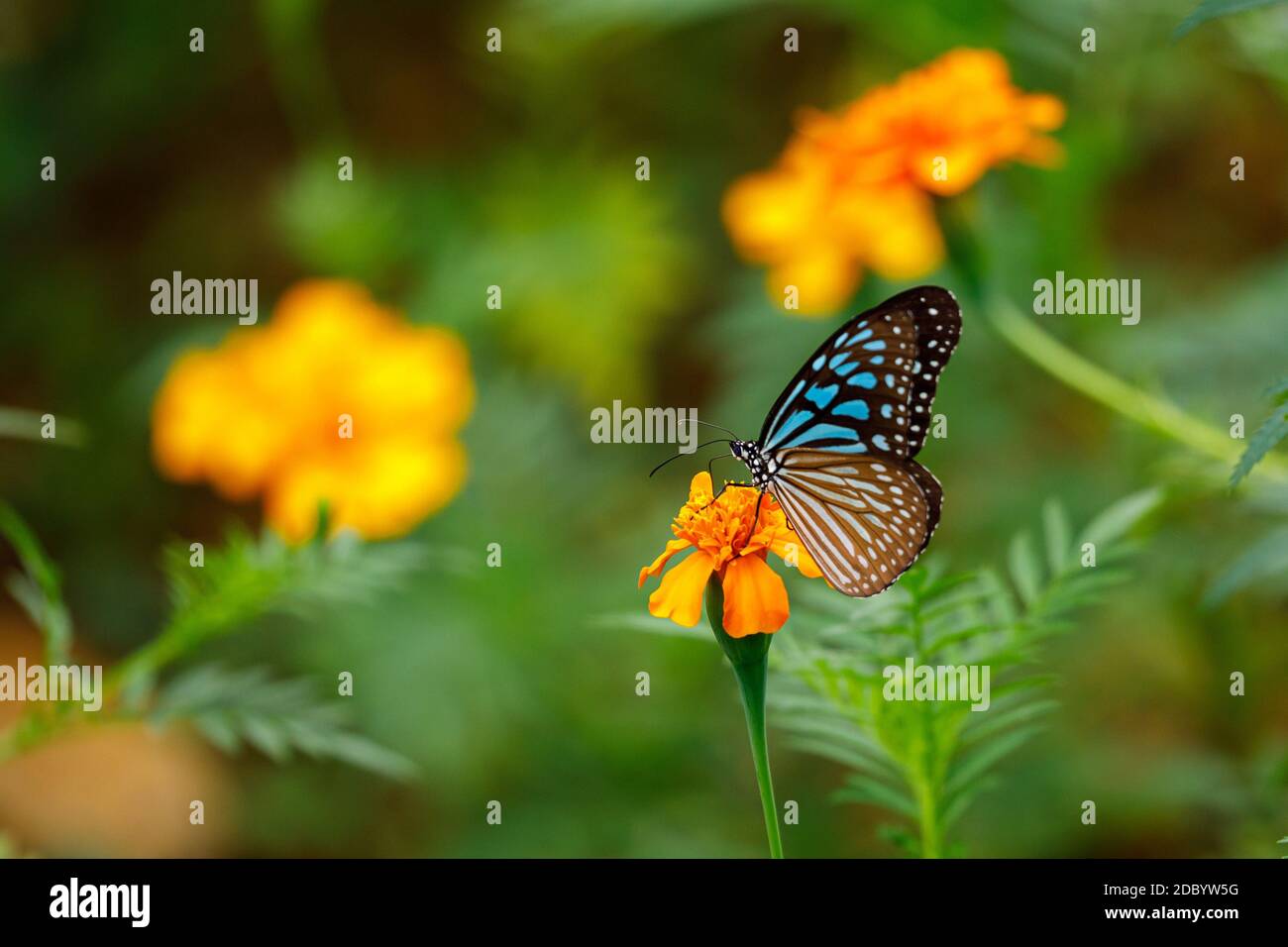 A Blue Tiger Butterfly in the Jungle of Cuc Phuong Stock Photo
