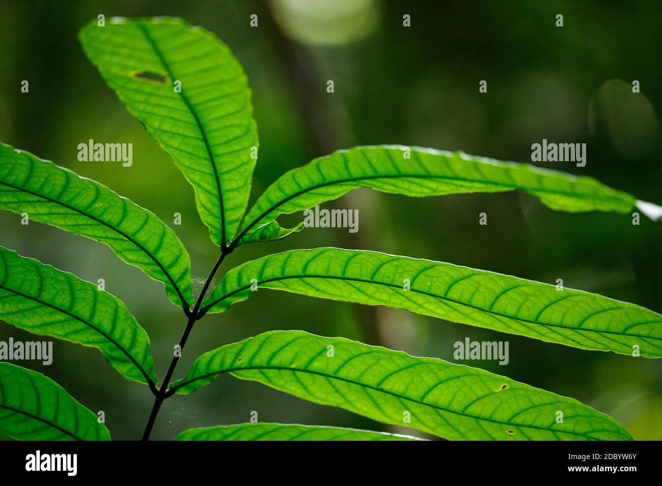 Veins and a green leaf background Stock Photo - Alamy