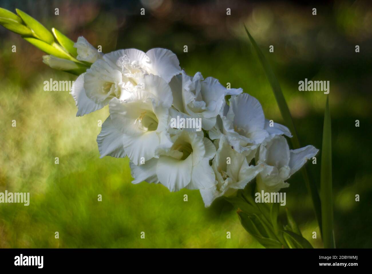white gladiolus in the garden Stock Photo