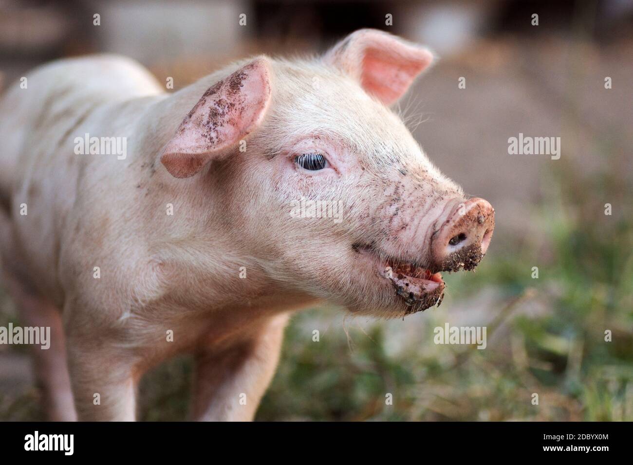 Animal portrait of dirty pink little piglet, pig breeding concept. Stock Photo