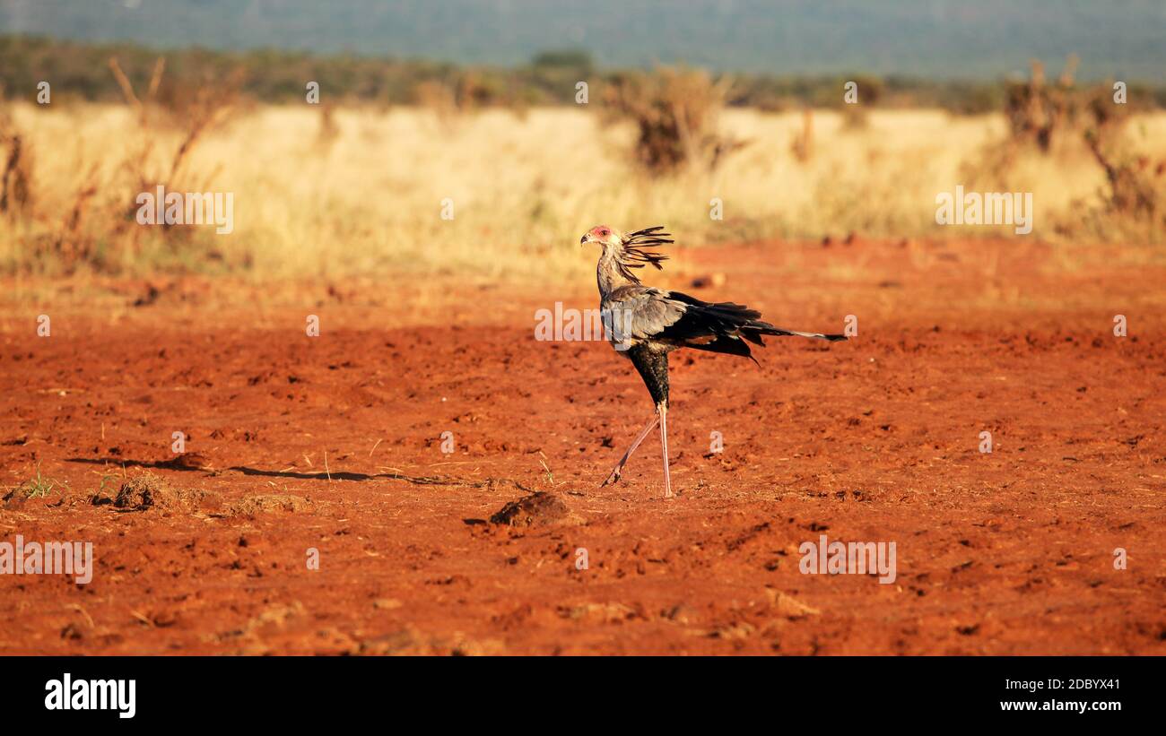 secretary-bird-sagittarius-serpentarius-walking-on-red-ground-african