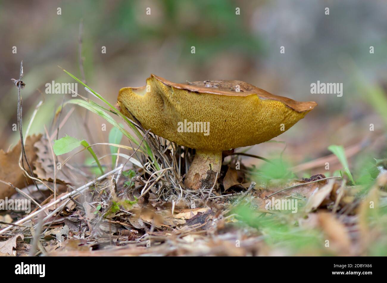 Suillus collinitus, edible mushroom in forest, Andalucia, Spain. Stock Photo